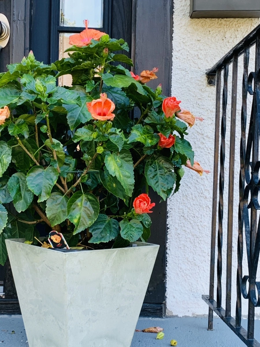 IMG_0327.jpg?type=w966