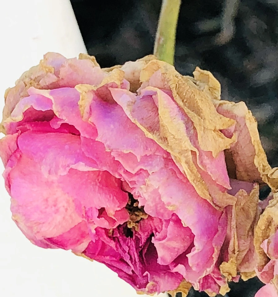 IMG_1180.jpg?type=w966