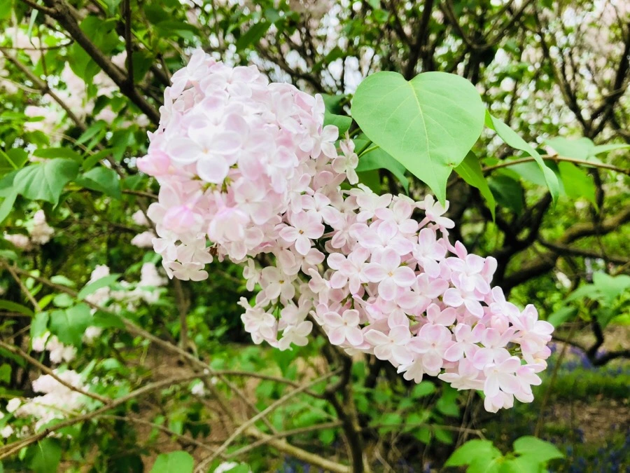 IMG_5469.jpg?type=w966