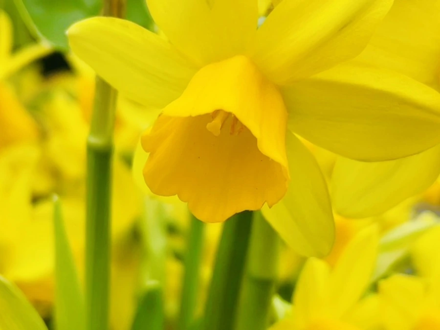 IMG_2495.jpg?type=w966