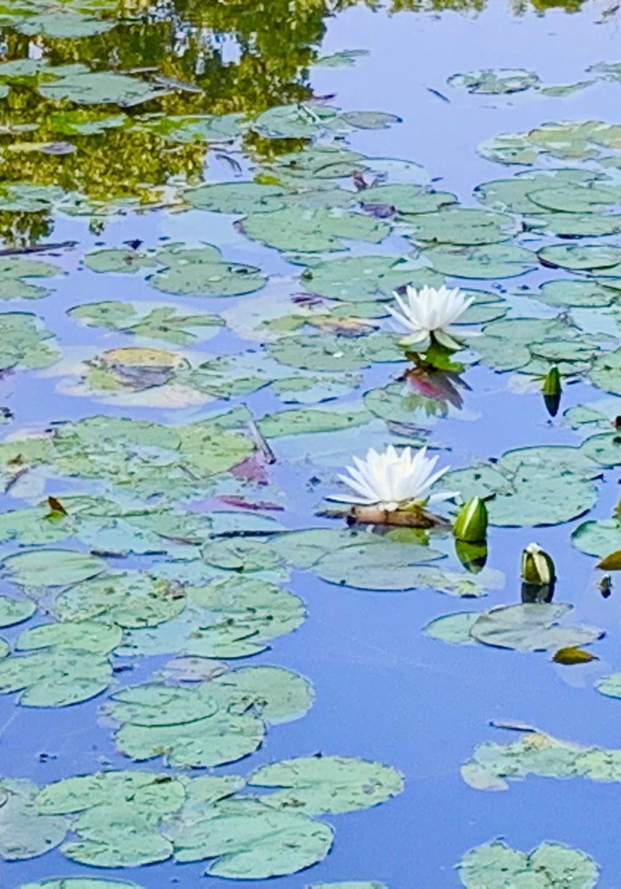 IMG_1947.jpg?type=w966