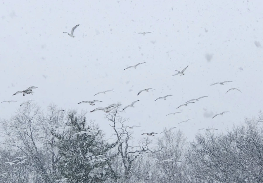 IMG_4225.jpg?type=w966