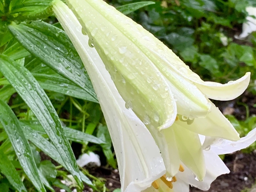 IMG_0105.jpg?type=w966