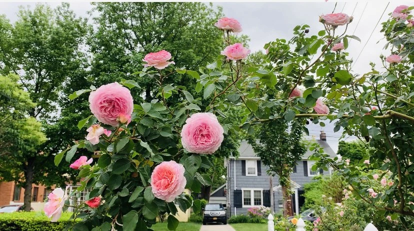 IMG_6604.jpg?type=w966