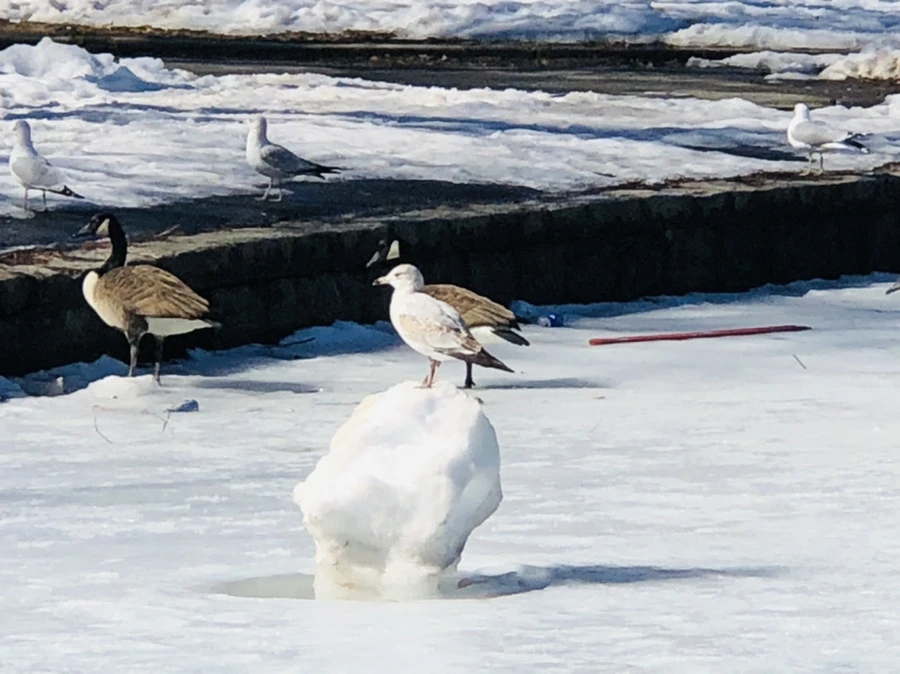 IMG_4831.jpg?type=w966