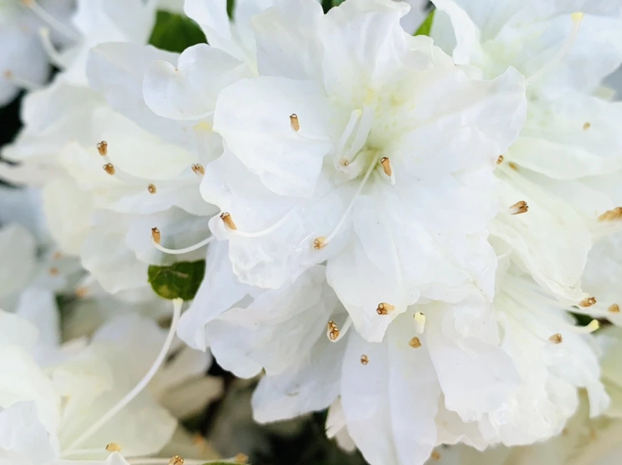 IMG_0405.jpg?type=w966