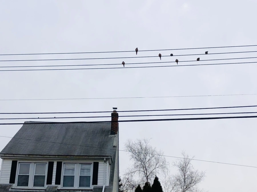 IMG_8161.jpg?type=w966