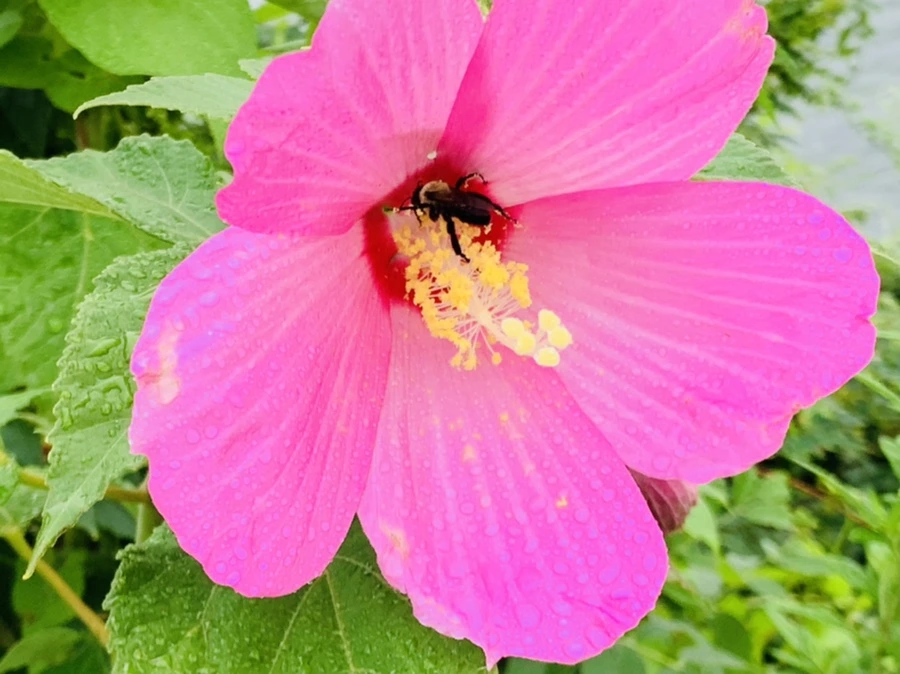 IMG_7749.jpg?type=w966