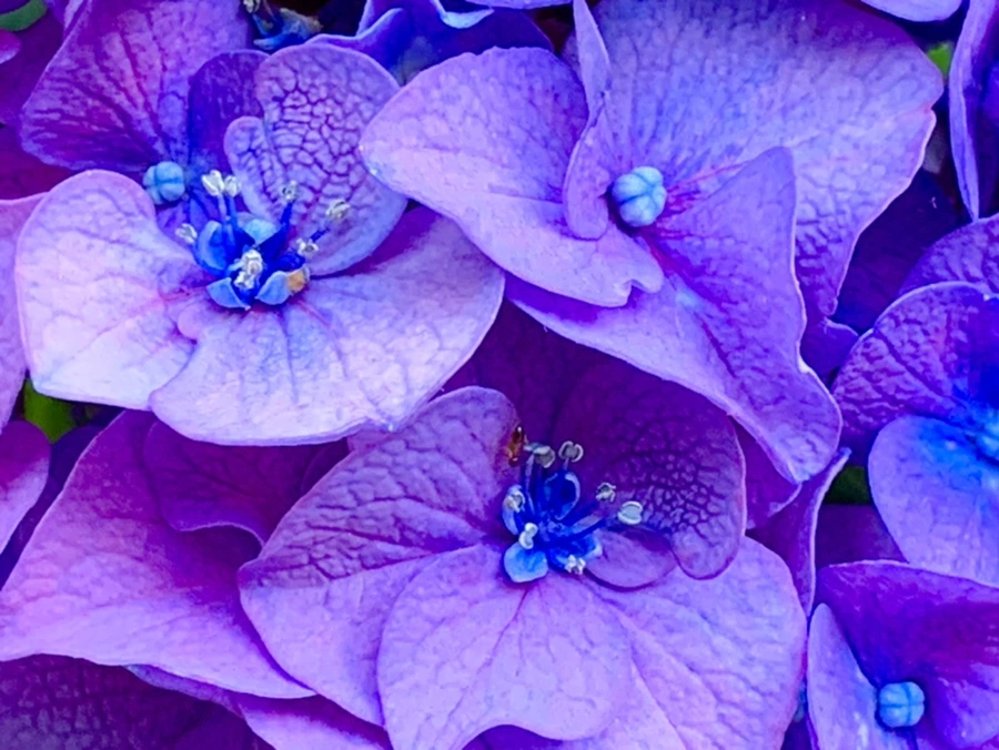 IMG_8768.jpg?type=w966