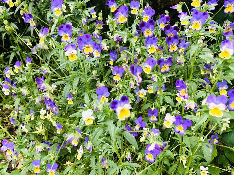 IMG_8798.jpg?type=w966