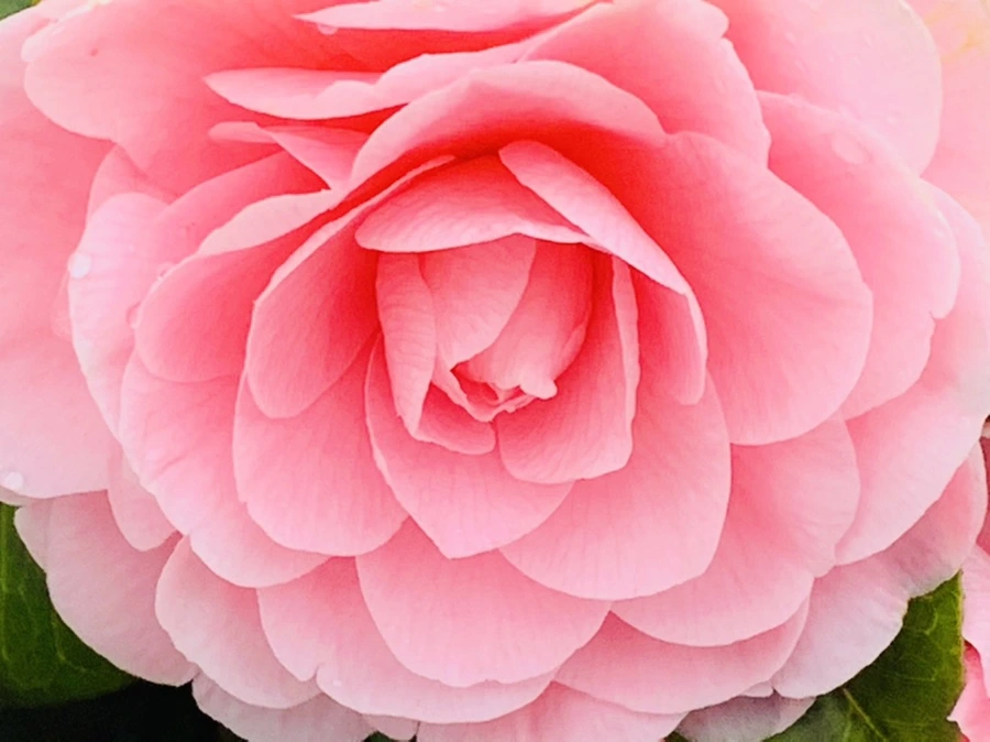 IMG_6308.jpg?type=w966