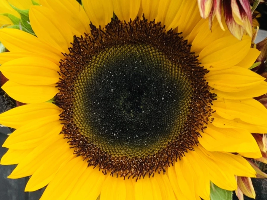 IMG_6613.jpg?type=w966