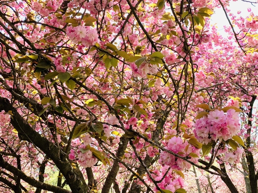 IMG_6458.jpg?type=w966