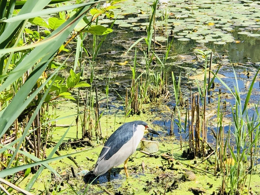 IMG_9435.jpg?type=w966