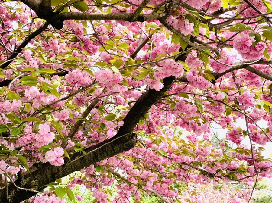 IMG_7005.jpg?type=w966