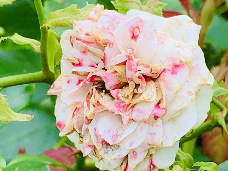 IMG_0462.jpg?type=w966