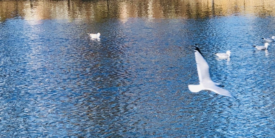 IMG_9700.jpg?type=w966