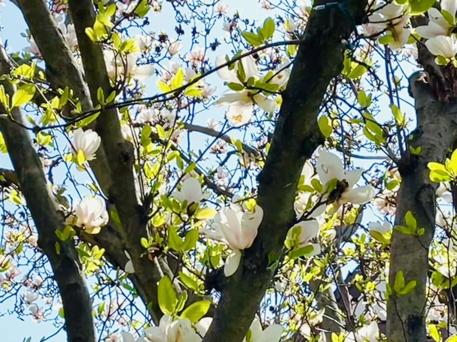 IMG_2343.jpg?type=w966