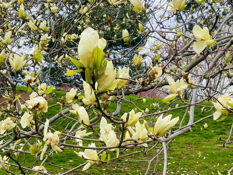 IMG_1298.jpg?type=w966