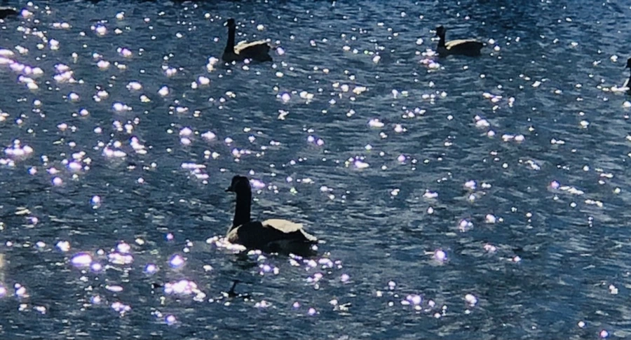 IMG_9199.jpg?type=w966