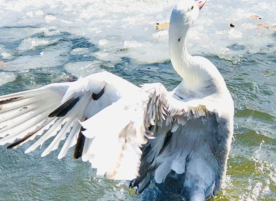 6tbLs8zVNTUyucndzug7kjrqV7g