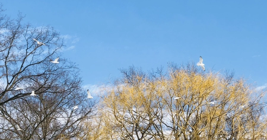 IMG_0253.jpg?type=w966