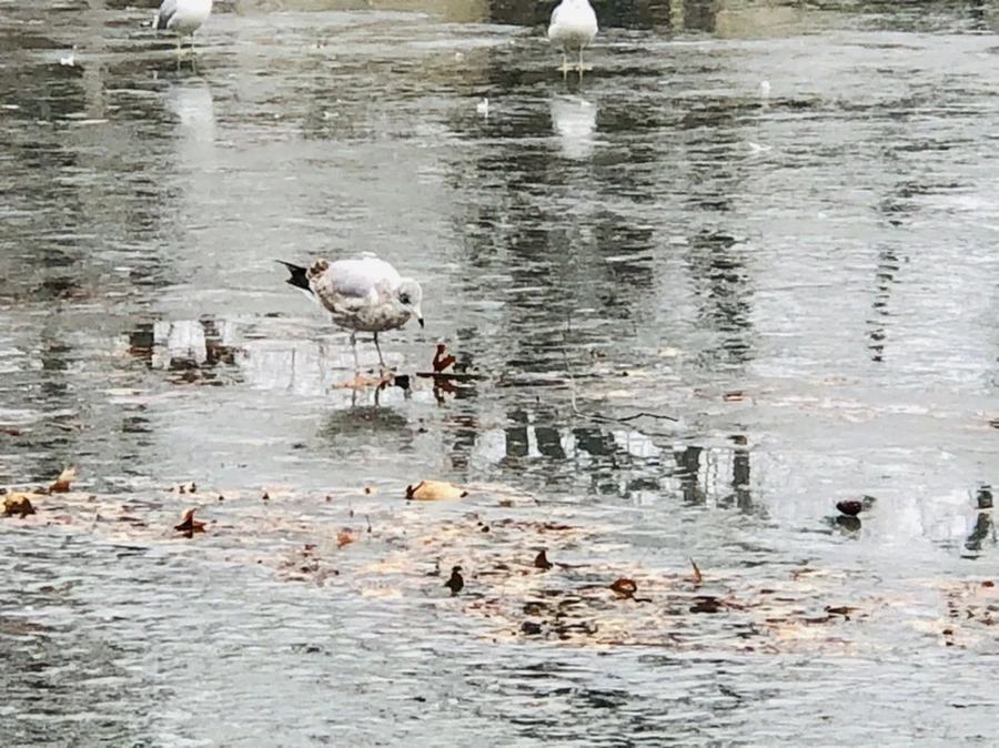 IMG_3115.jpg?type=w966