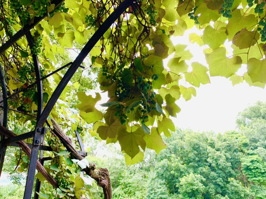 IMG_9321.jpg?type=w966