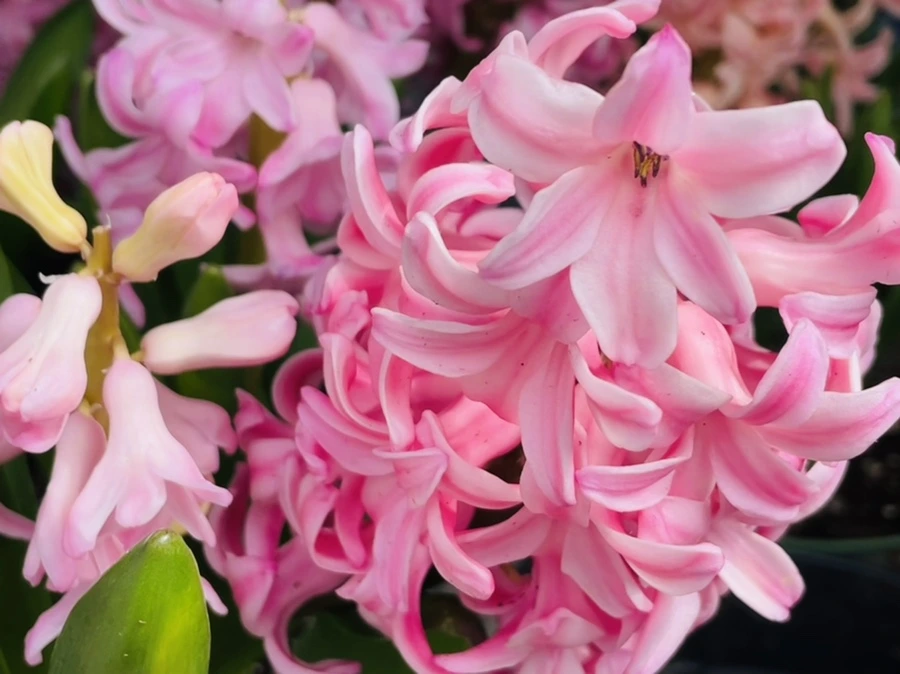 IMG_2228.jpg?type=w966