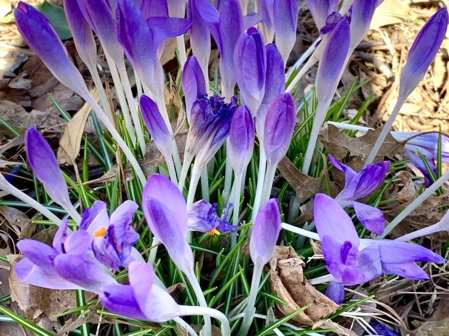 IMG_1488.jpg?type=w966