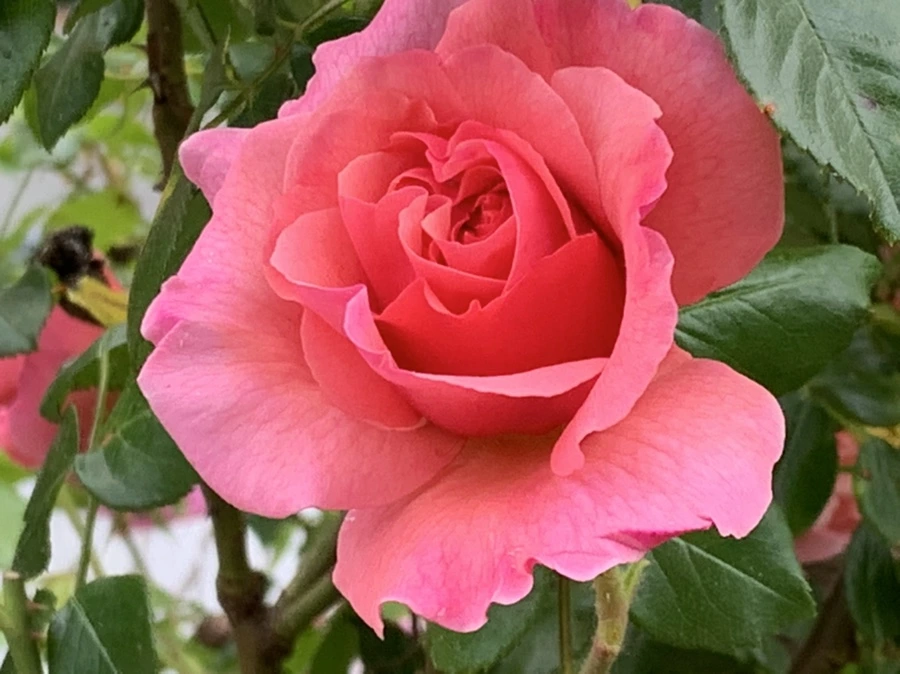 IMG_6079.jpg?type=w966