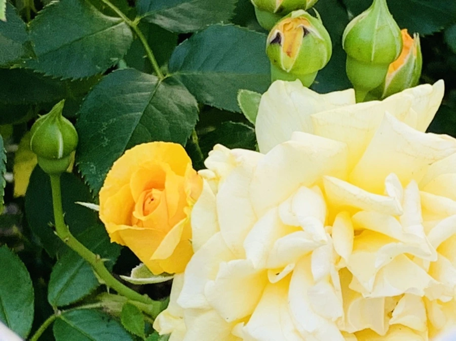 IMG_2946.jpg?type=w966