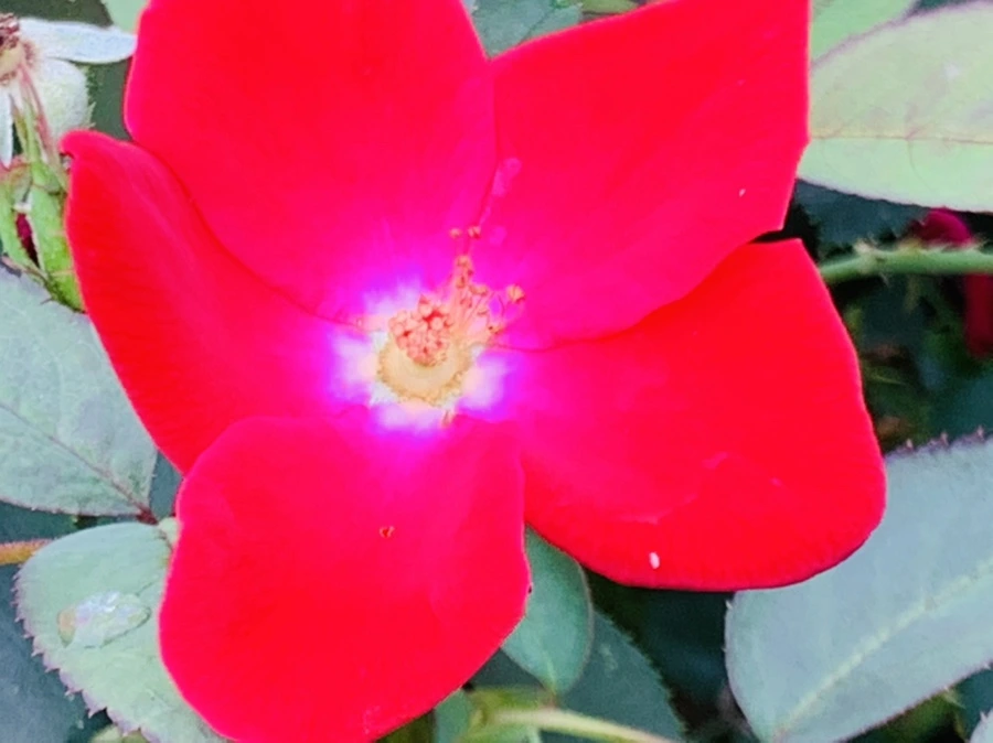 IMG_6930.jpg?type=w966