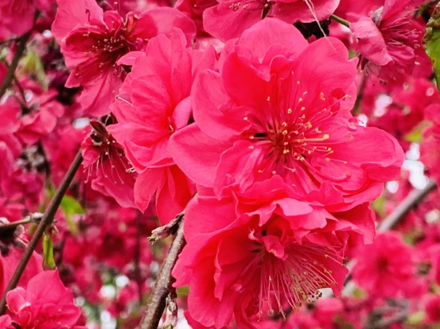 IMG_8051.jpg?type=w966