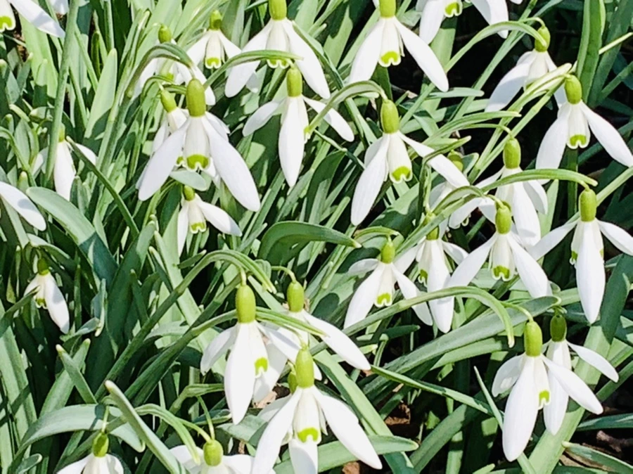 IMG_3136.jpg?type=w966