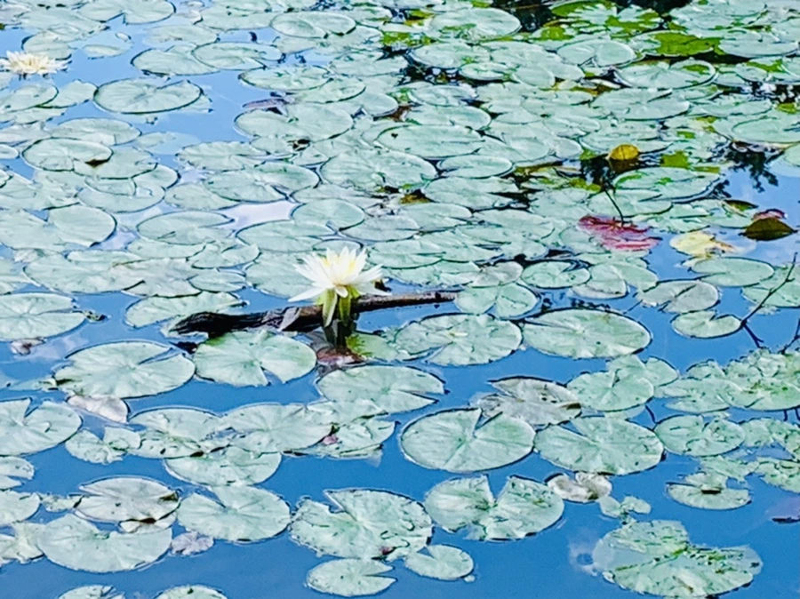 IMG_0828.jpg?type=w966