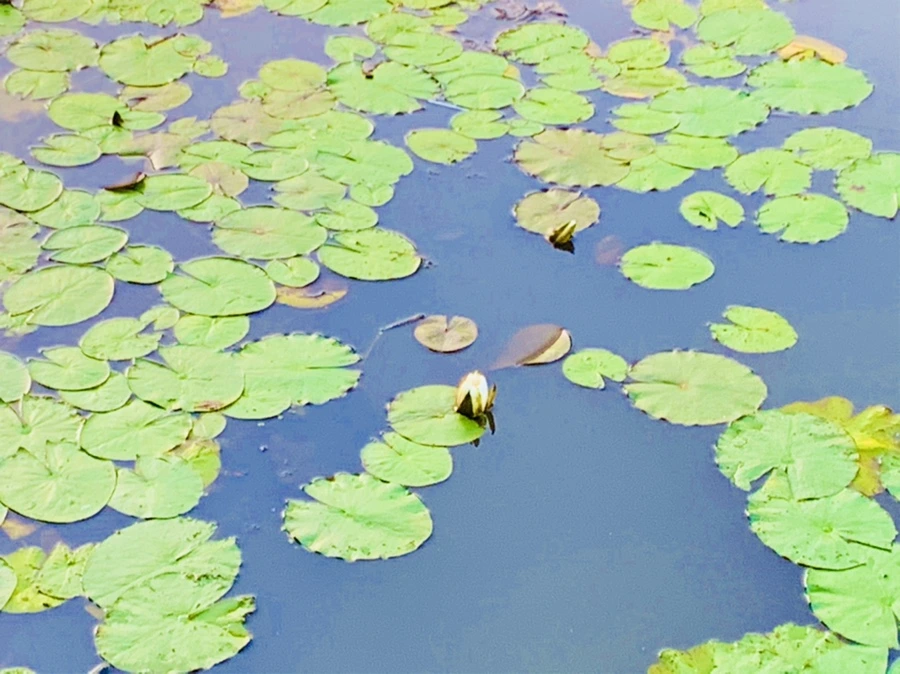 IMG_5544.jpg?type=w966