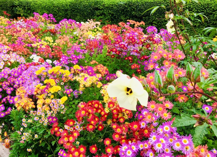 IMG_2504.jpg?type=w966