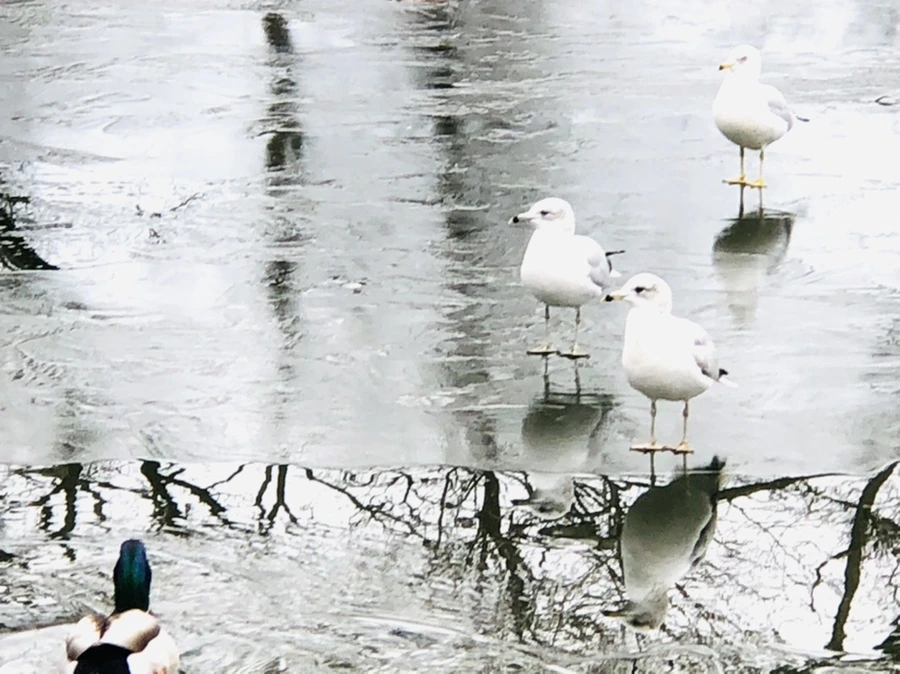 IMG_8965.jpg?type=w966