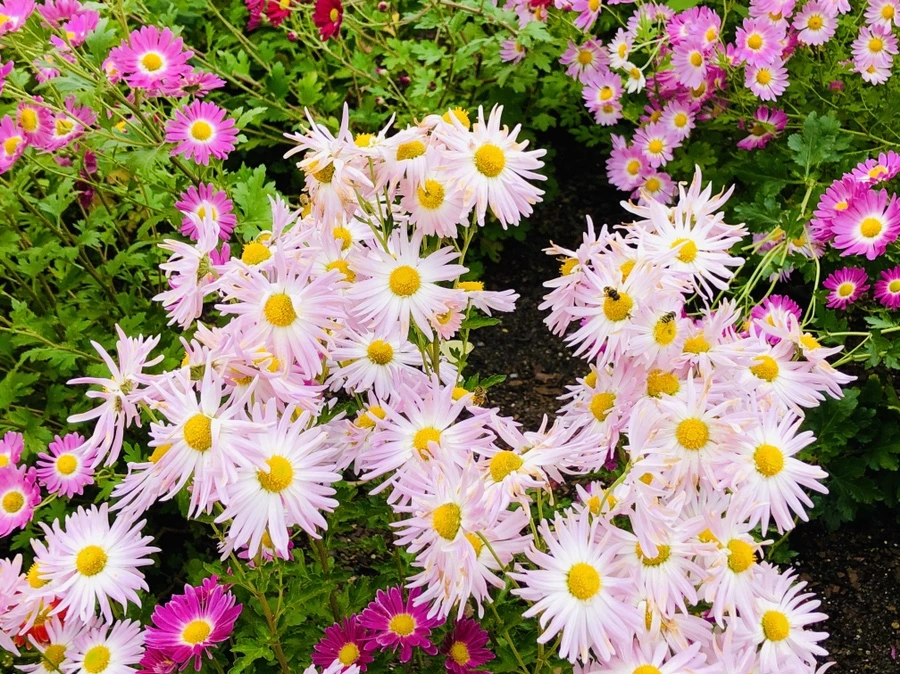 IMG_2644.jpg?type=w966