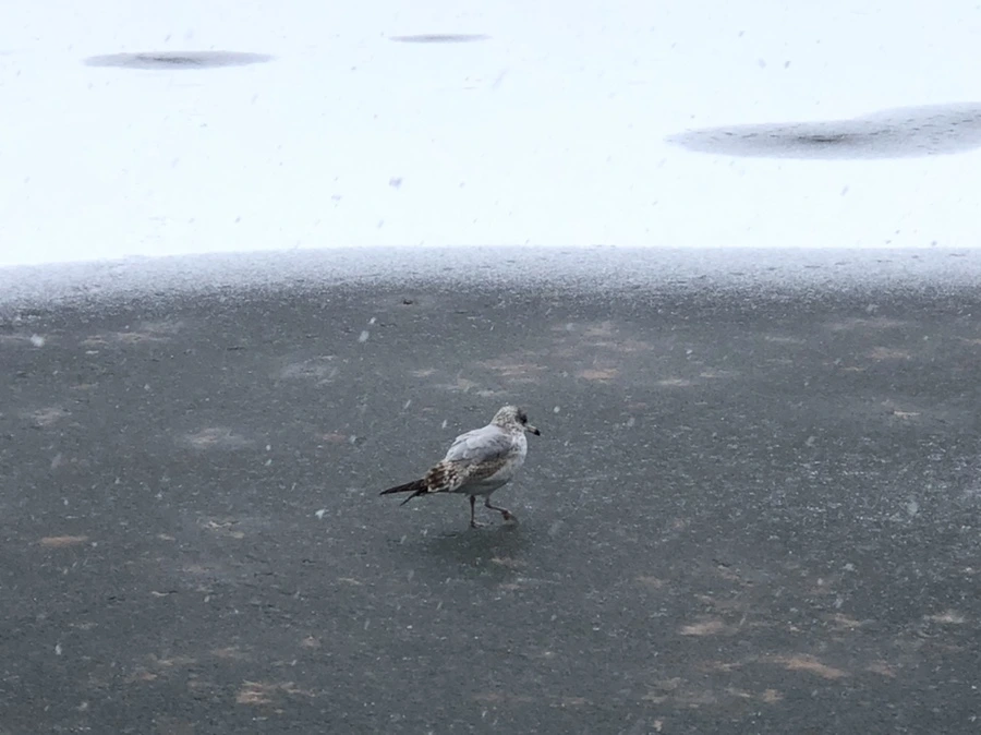 IMG_5962.jpg?type=w966