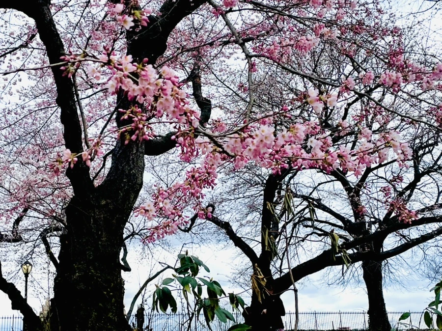 IMG_8218.jpg?type=w966