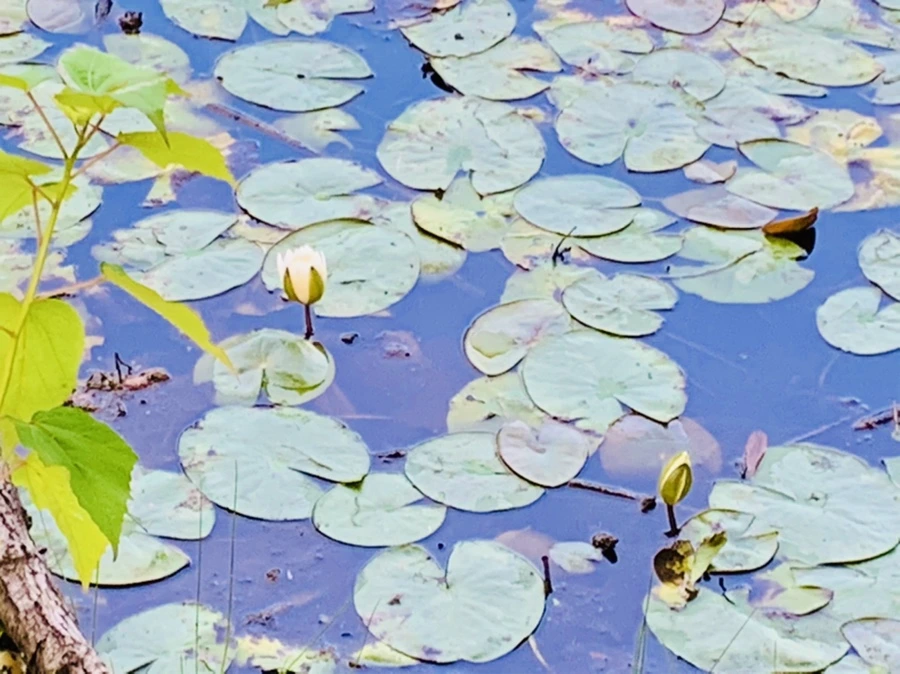 IMG_7852.jpg?type=w966