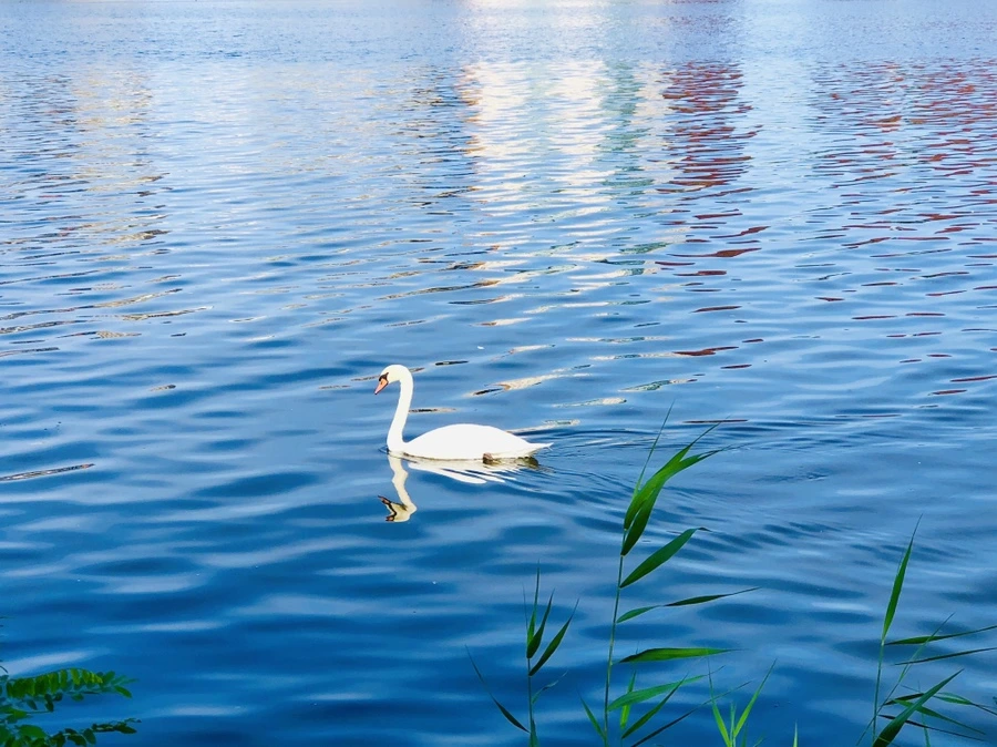 IMG_0918.jpg?type=w966