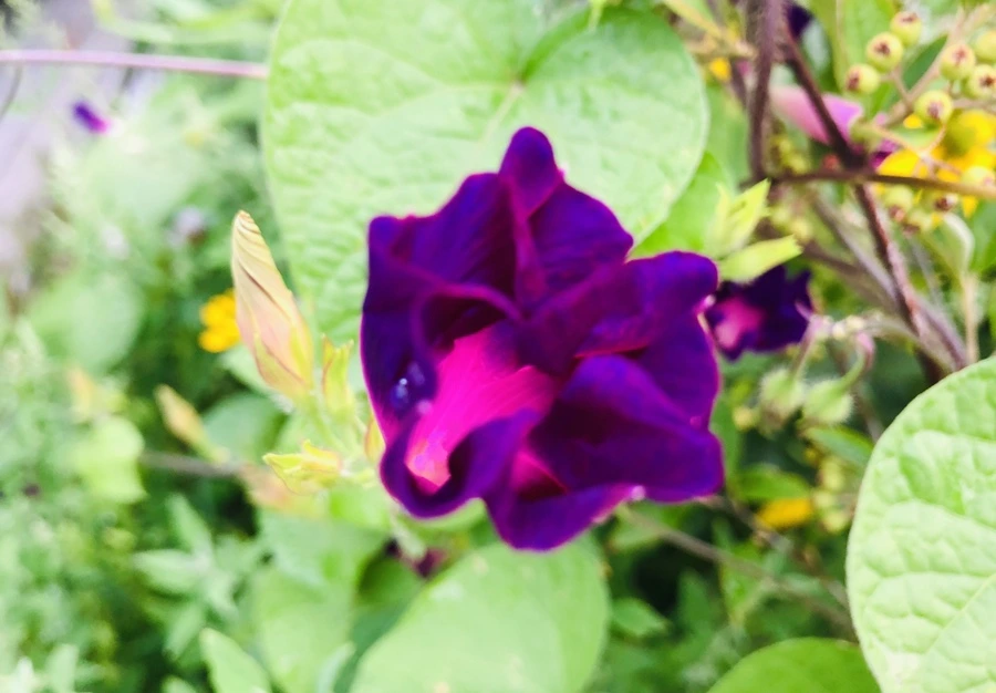 IMG_4311.jpg?type=w966