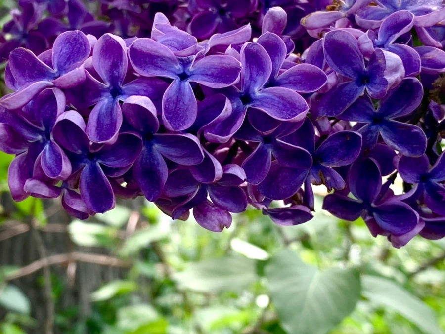 IMG_1144.jpg?type=w966