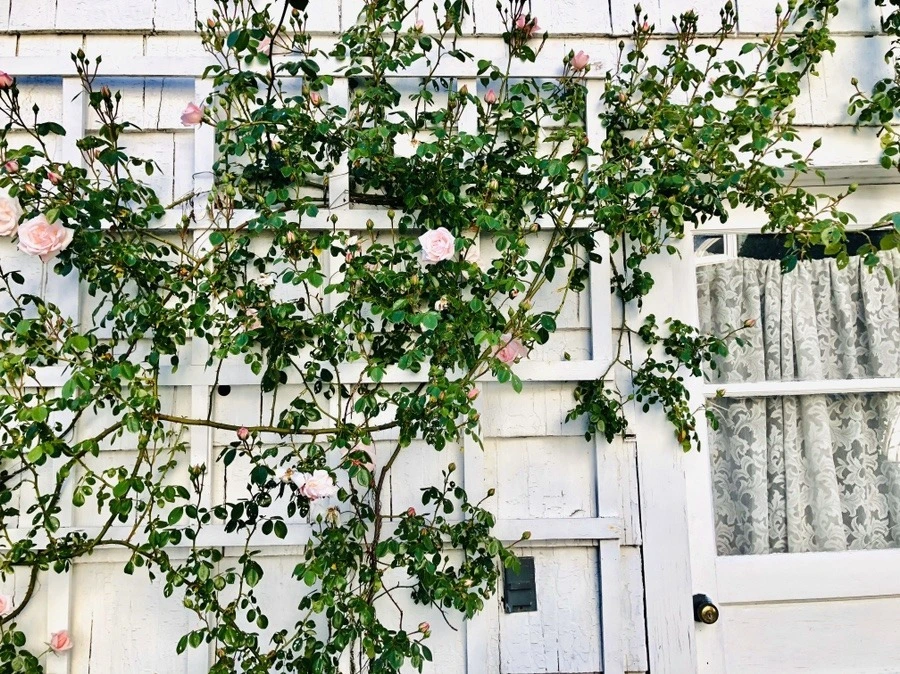 2Jc_mLNx3yH-YXODeiRjk2lpS9s