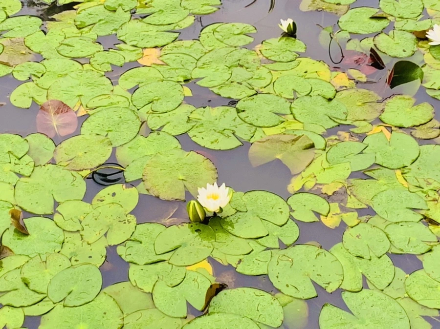 IMG_4606.jpg?type=w966