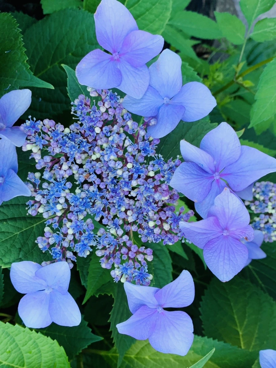 IMG_6270.jpg?type=w966