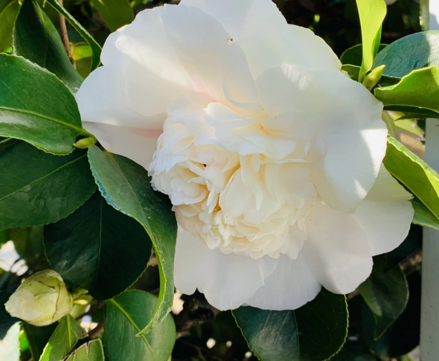 IMG_7529.jpg?type=w966